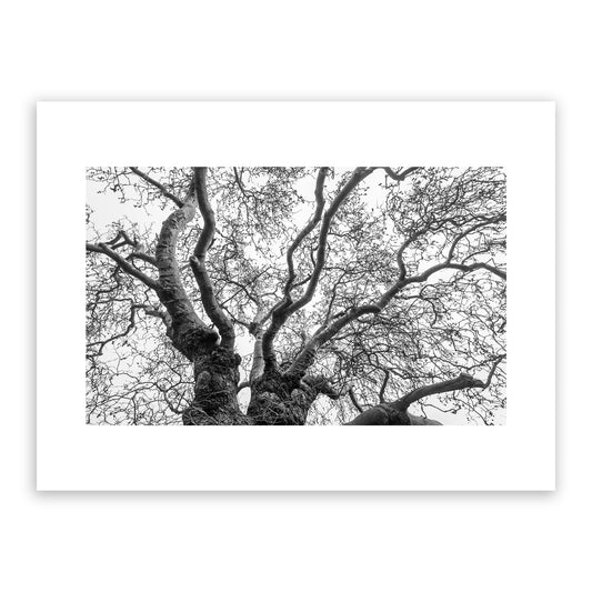 Ancient Plane Tree, Westgate Gardens, Canterbury, Kent, England. Fine art black and white photography print for sale.